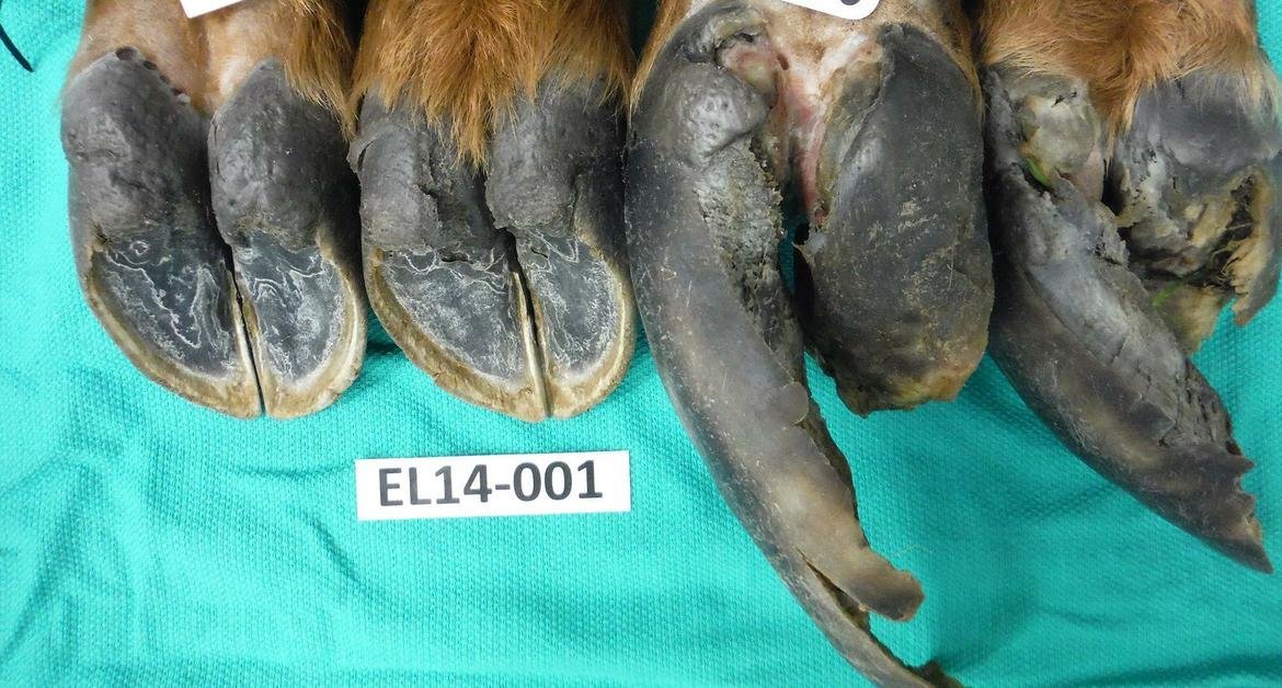 The four deformed hooves of one elk with hoof disease are shown in this lab photo by researchers studying the disease plaguing elk in southwestern Washington.